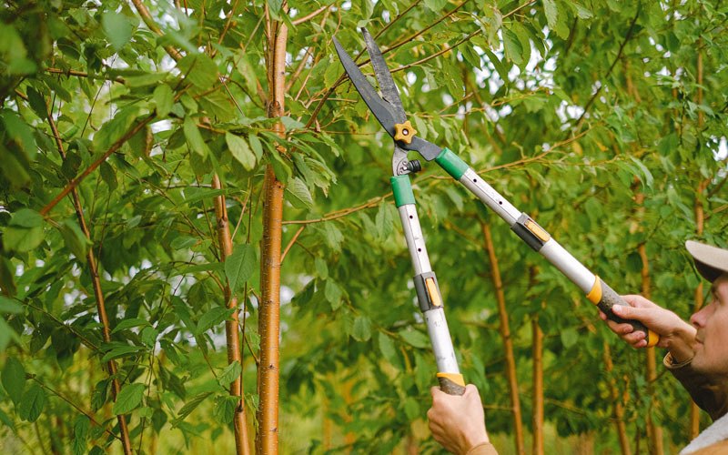 Tree trimming in Entiat, WA